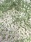 1 Yard Sage Green 3D Butterfly Stretch Mesh Fabric with Satin Appliqués for Dresses and Crafts 54 Inch Wide